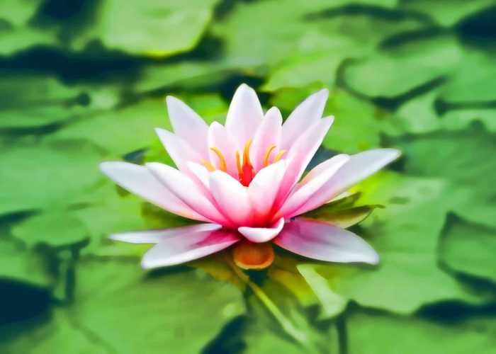 waterlily-pink-water-lily-water-plant-158465